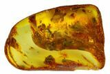 Detailed Fossil Ant and Springtail in Baltic Amber #173670-1